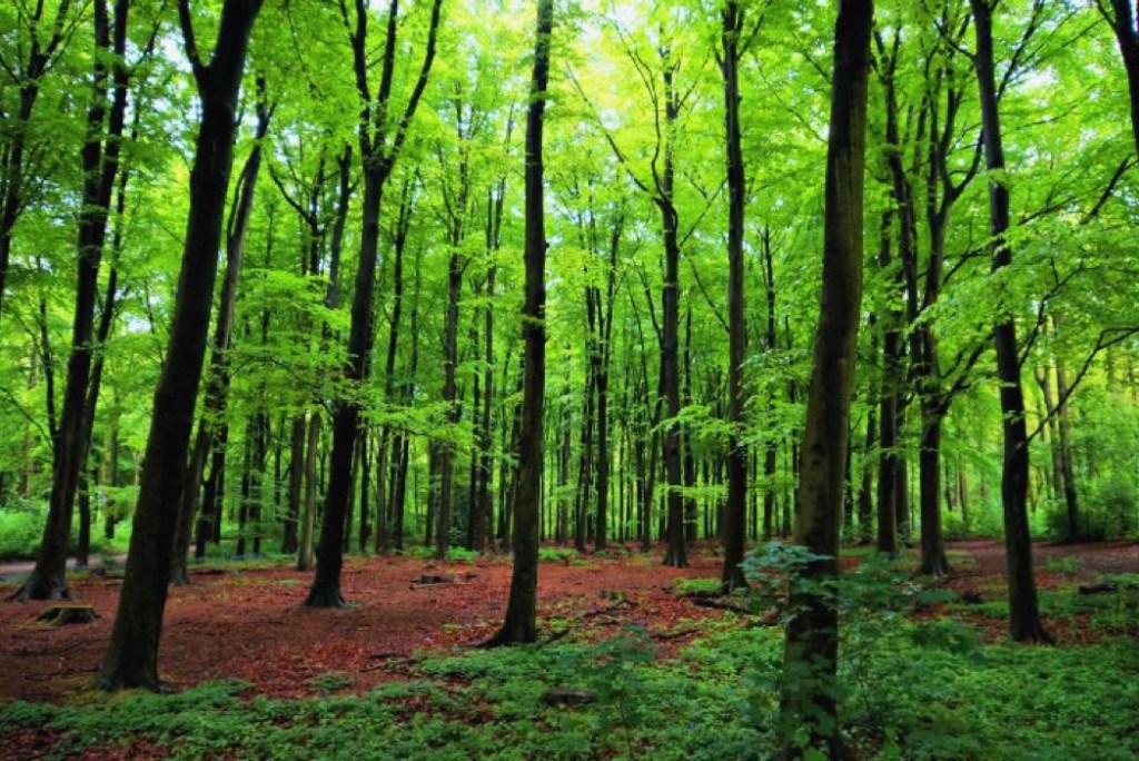 Friendships are like&nbsp;trees