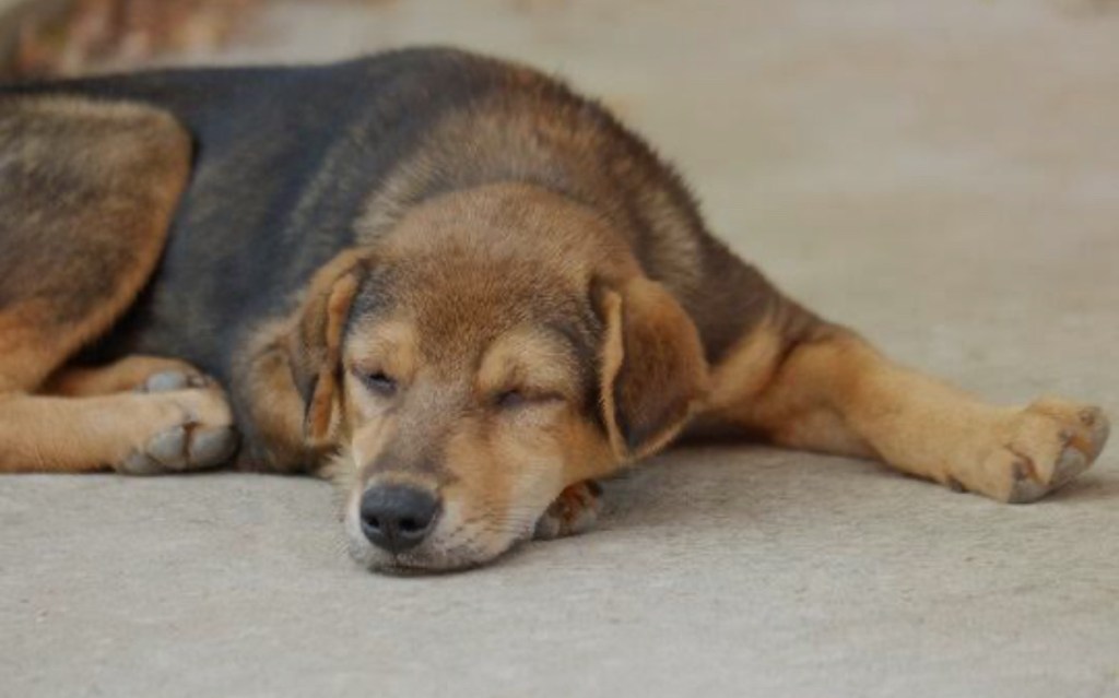 Let sleeping dogs&nbsp;lie…