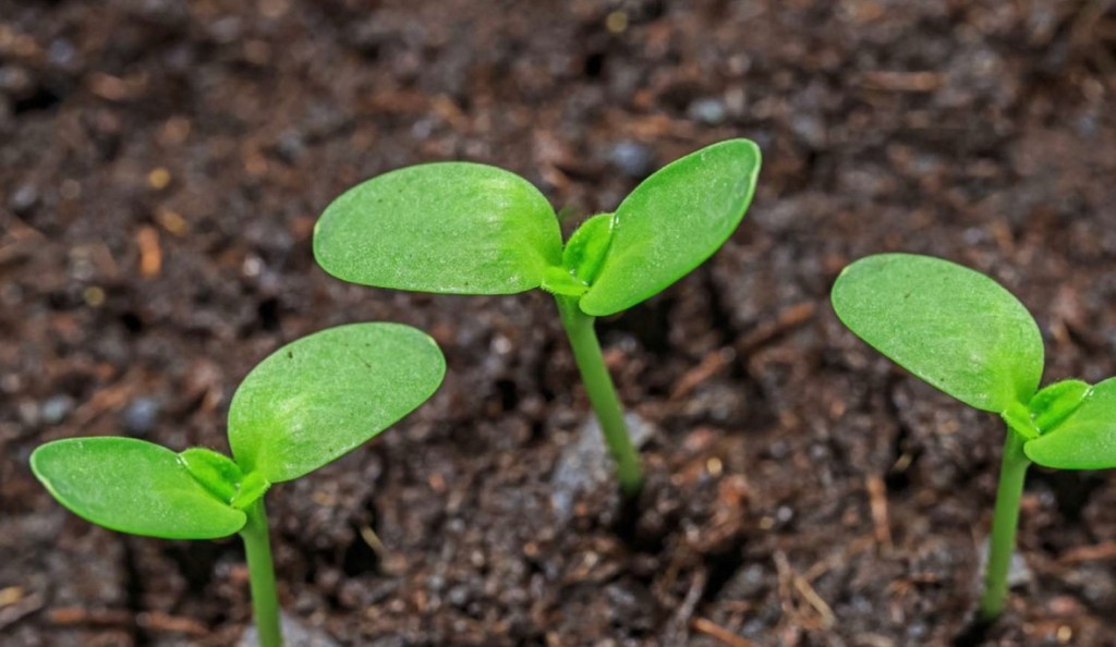 The Joy of Small&nbsp;Beginnings