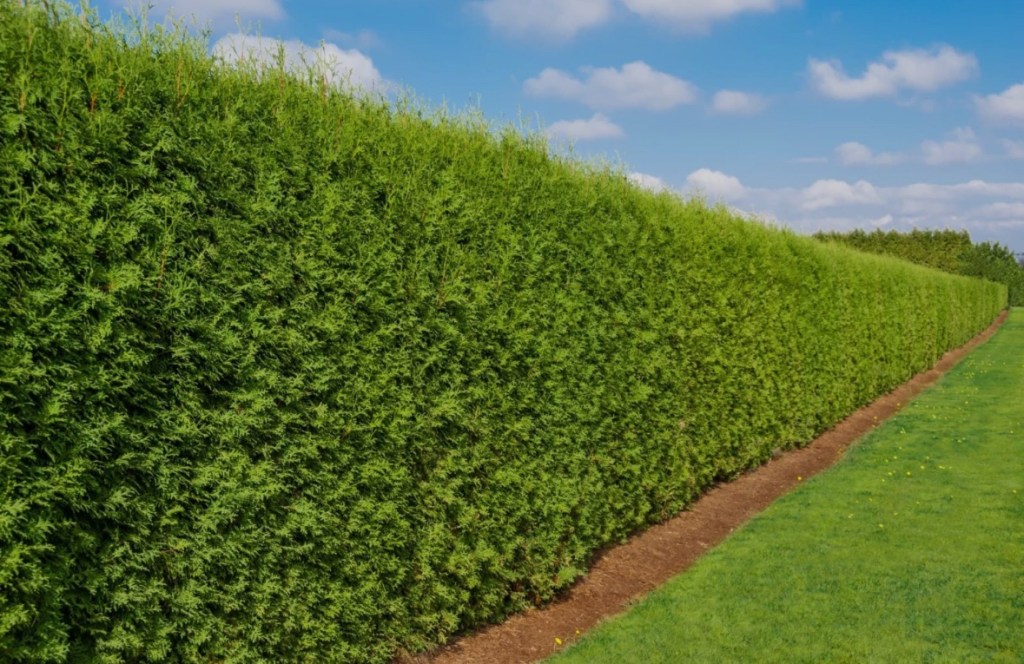 WHEN THE HEDGE IS TOO&nbsp;HIGH